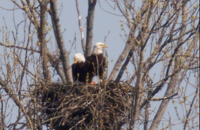 Eagles Nesting in Cook County Chicago News WTTW